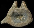 Pliosaur (Liopleurodon) Vertebrae - England #62703-1